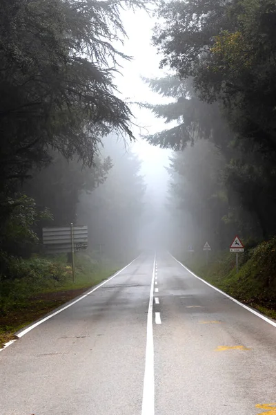 Asfalt Yolda Ormanda Sisli Bir Gün — Stok fotoğraf