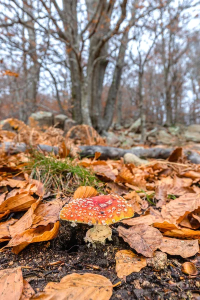 Podzimní Čas Lese Létat Agarické Nebo Létat Amanita Houby Amanita — Stock fotografie