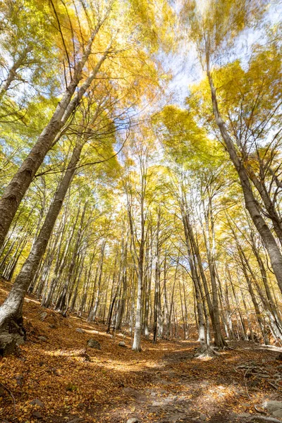 Pintorescos Hayas Bosque Durante Otoño Día Ventoso — Foto de Stock