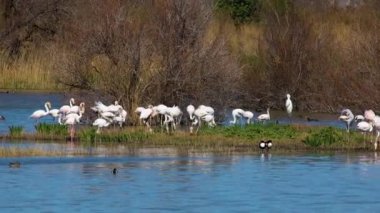 İspanya 'da sığ bir göl kıyısındaki flamingo grubu