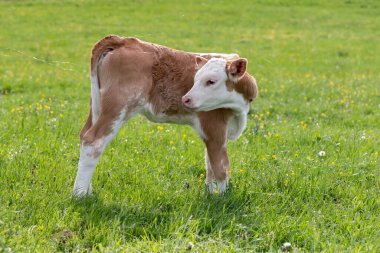 İlkbaharda Macaristan 'dan gelen bir çiftlikte çayırdaki tipik Macar buzağısı.