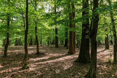 Macaristan 'daki bir meşe (Quercus petraea) ormanında bahar mevsimi