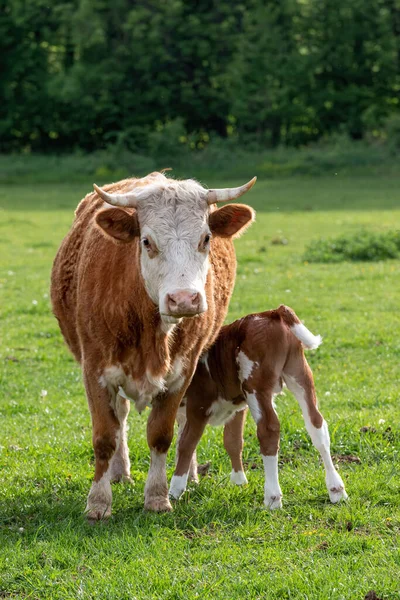 Typische Hongaarse Koeienfamilie Lente Een Boerderij Hongarije — Stockfoto