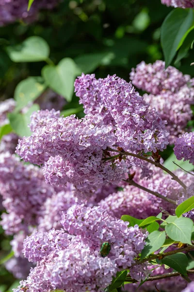 Flori Frumoase Primăvară Tufiș Liliac Comun Syringa Vulgaris — Fotografie, imagine de stoc