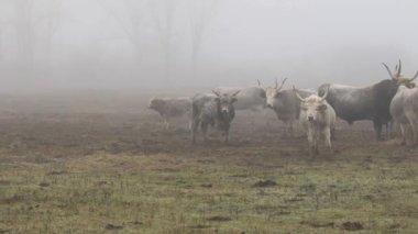 Bir grup geleneksel Macar gri ineği sisli bir kış gününde