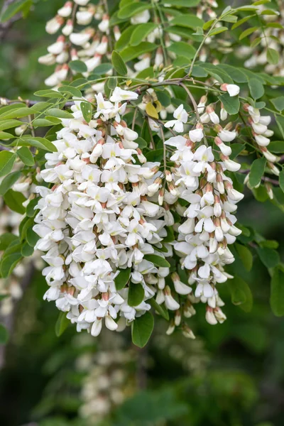 Robinia Tree Flowers Springtime Robinia Pseudoacacia — Stock Photo, Image