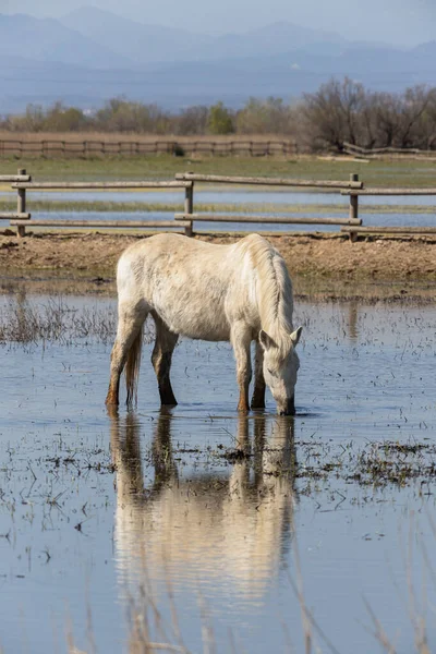 White Horse Portrait Wetland National Park Spain Aiguamolls Emporda Stock Photo