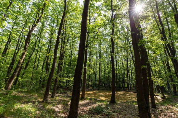 Światło Słoneczne Zielonym Lesie Wiosna — Zdjęcie stockowe