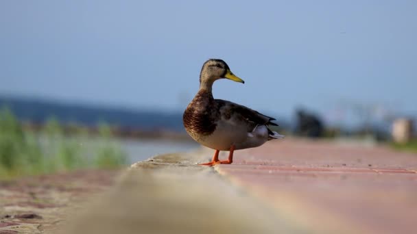 Κοντινό Πλάνο Της Mallard Στην Παραλία — Αρχείο Βίντεο