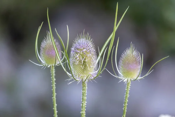 Teasel Plants Springtime Meadow Nice Sunlight — Stock Photo, Image