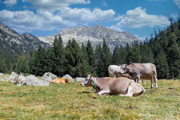 Bella Aiguestortes Estany Sant Maurici Parco Nazionale Dei Pirenei Spagnoli — Foto Stock