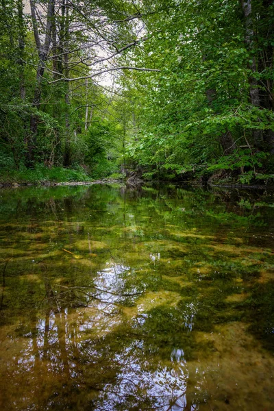 Kleiner Durchsichtiger Bach Einem Sonnigen Tag Wald — Stockfoto