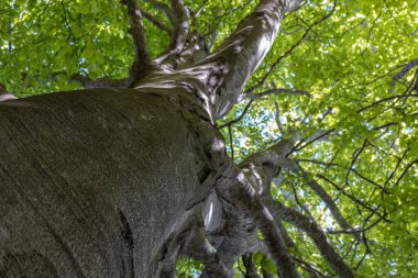 Bahar mevsiminde bir kayın ağacının taze yeşil yapraklarının gövdesi boyunca uzanan alt manzara.