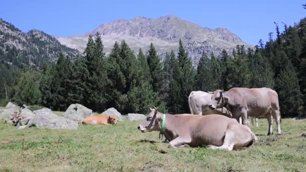 Rebaño Rumiante Vacas Montaña Los Pirineos Españoles — Vídeos de Stock