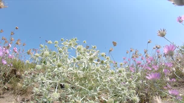 多くの蝶が一緒に牧草地の花で食べる スローモーション映像 — ストック動画