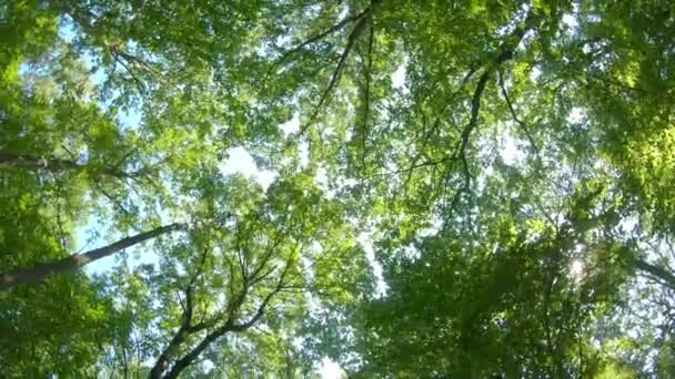 Hermoso Bosque Roble Primavera Vista Inferior — Vídeo de stock