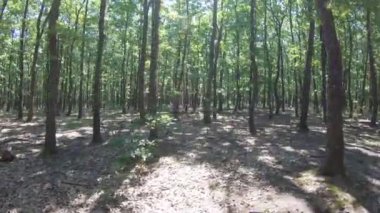 İlkbaharda korna ışığı ve meşe ağaçları ile orman detayları