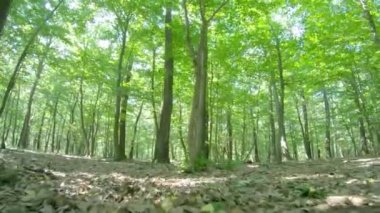 İlkbaharda korna ışığı ve meşe ağaçları ile orman detayları