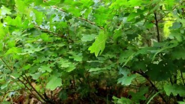 Genç meşe ağacı (quercus petraea ile orman detay)