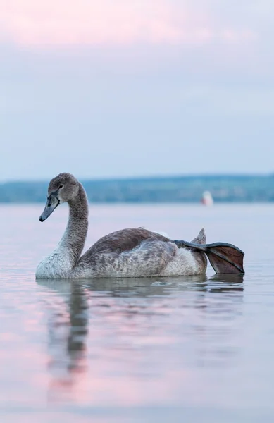 Schwan — Stockfoto