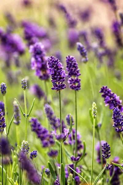 Lavanda — Fotografia de Stock