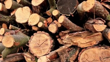 büyük orman ormanda yığını