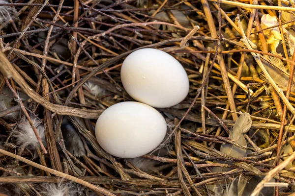 iki yumurta yuvada güvercin