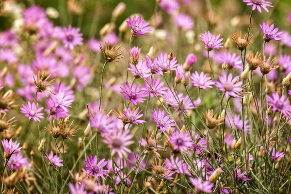 Prachtige wilde bloemen close-up in de weide — Stockfoto