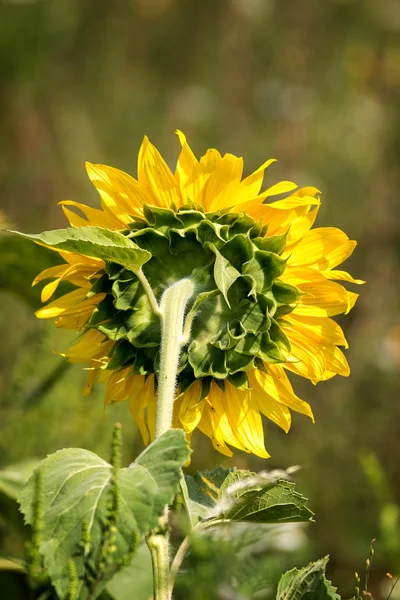 Primo piano di un girasole maturo — Foto Stock