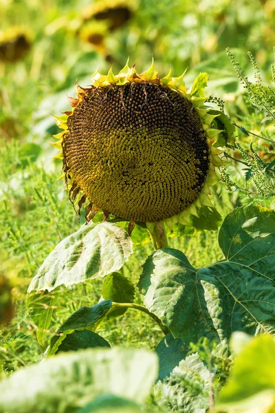 Primer plano de un girasol maduro — Foto de Stock