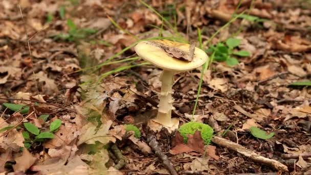 Amanita phalloides schimmel, giftige onderwerp in een forest — Stockvideo