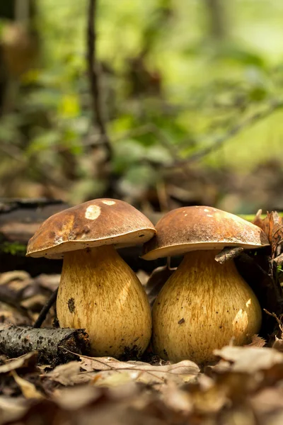 Porcini fungi on the litter — Stock Photo, Image