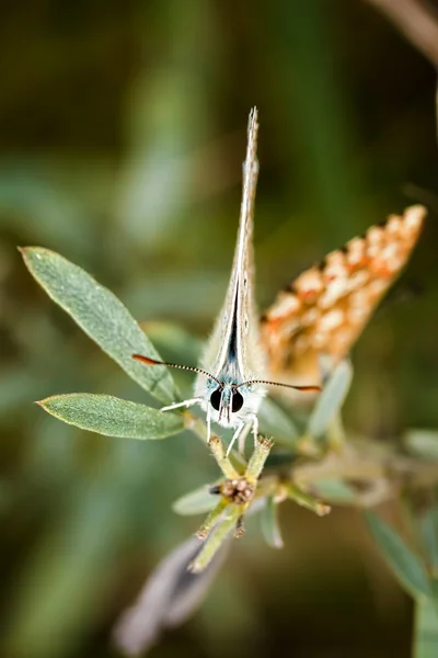 Bella farfalla (Common Blue, Polyommatus icarus ) — Foto Stock