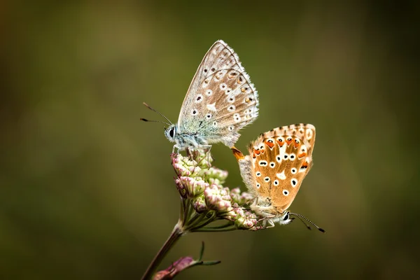 Miłość motyle — Zdjęcie stockowe