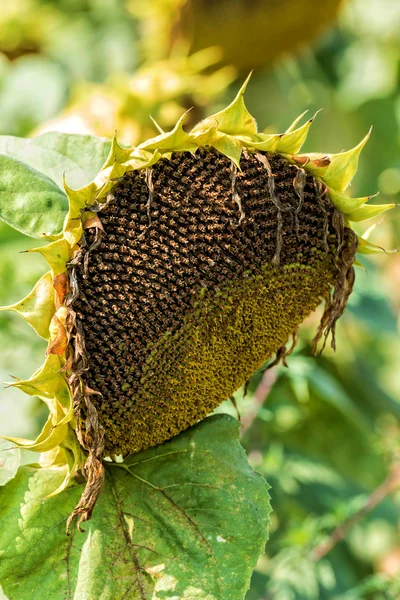 Zonnebloem — Stockfoto