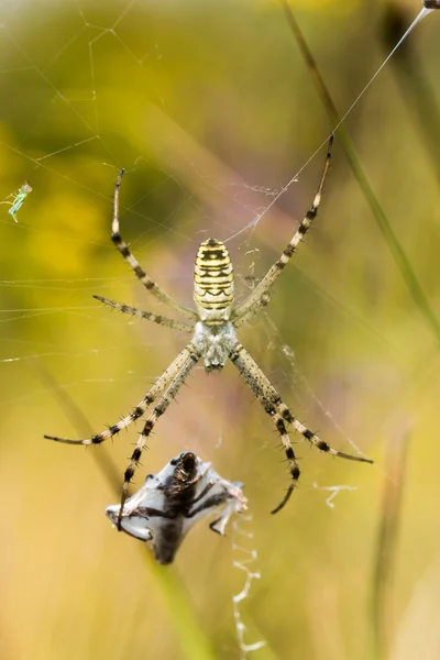 Araña amarilla —  Fotos de Stock