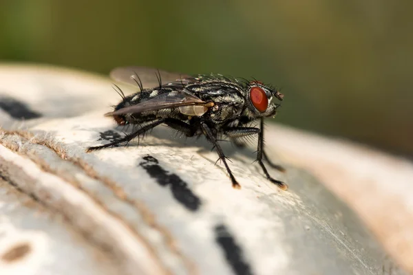 House fly — Stock Photo, Image