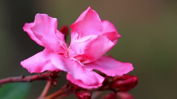 Nahaufnahme von rosa Oleander (Nerium-Oleander))