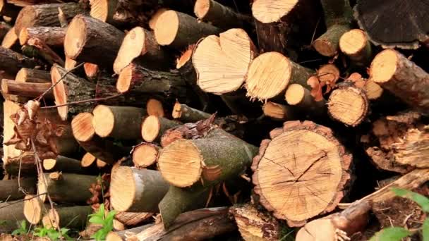 Grande pilha de madeiras em uma floresta — Vídeo de Stock