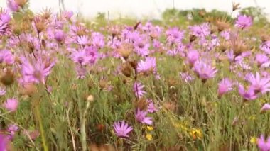 Güzel yabani çiçekler yakın çekim