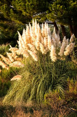 Pampas grass (Cortaderia selloana) clipart