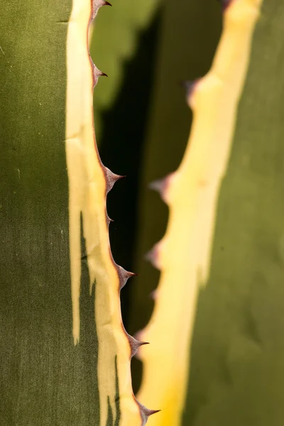 Spiky plant — Stock Photo, Image