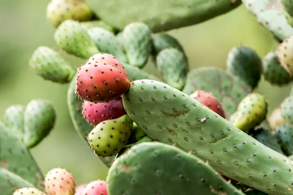 Kaktus pasangan Prickly matang — Stok Foto