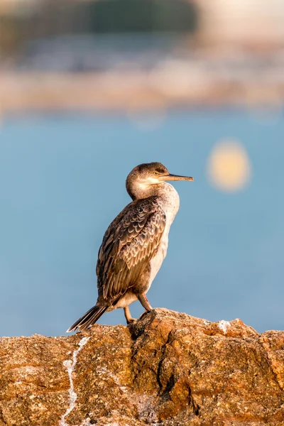 Great Cormorant (Phalacrocorax lucinus) — Stock Photo, Image