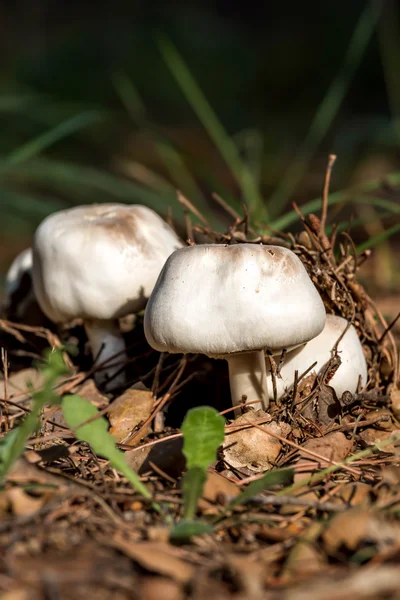 Mushroom — Stock Photo, Image