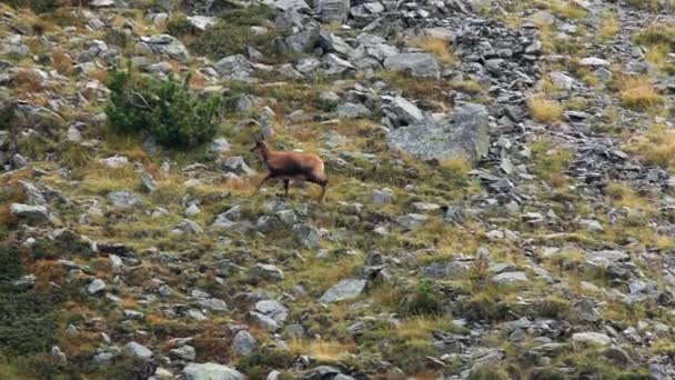 Chamois. — Vídeos de Stock