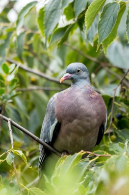 Tahta güvercin (Columba palumbus)