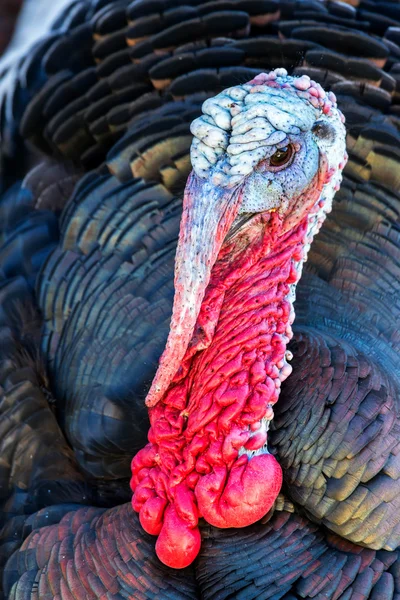 Nice turkey — Stock Photo, Image