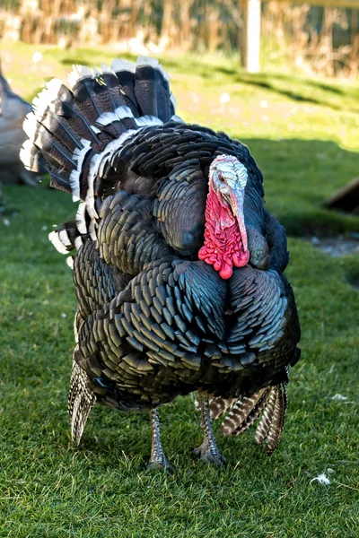 Nice turkey — Stock Photo, Image