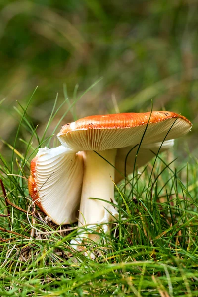 Caesar paddestoelen — Stockfoto